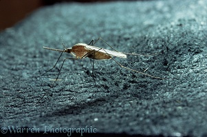 Anopheline Mosquito
