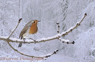 European Robin on snowy branch