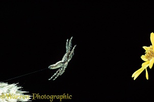 Jumping Spider