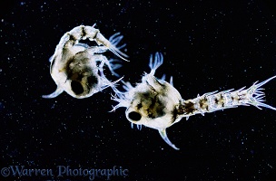 Shore Crab early planktonic larvae