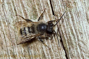 Red Mason Bee