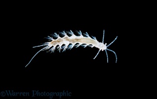 Marine polychaete worm