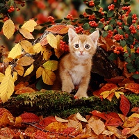 Kitten among autumn leaves and berries