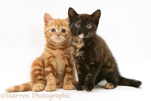 Ginger and chocolate-tortoiseshell kittens