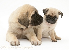 Fawn Pug pup with fawn English Mastiff pup