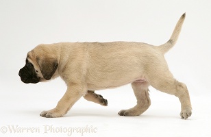Fawn English Mastiff pup trotting across