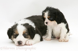 King Charles and Border Collie pups