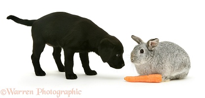 Black Labrador Retriever pup with rabbit