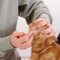 Inspecting the healthy teeth of cat