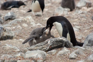 Adelie Penguin feeding its chick