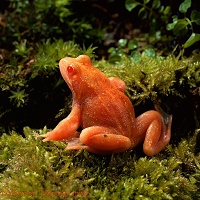 Common Frog, red morph (erythristic)