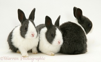 Three black-and-white baby rabbits
