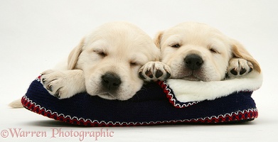 Sleepy Yellow Goldador pups on a knitted slipper
