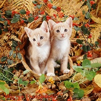 Kittens in an autumn basket