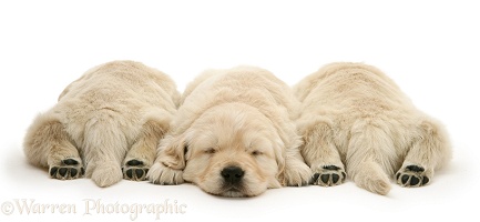 Three sleepy Golden Retriever pups