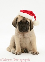 English Mastiff pup wearing Santa hat
