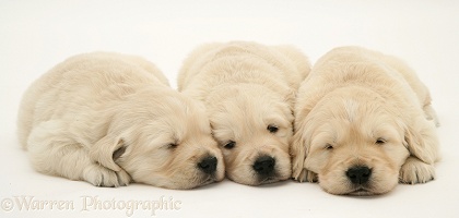 Cute sleepy Golden Retriever pups