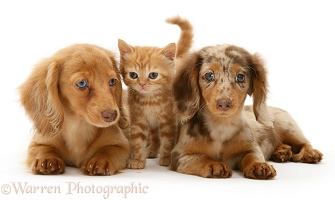Dachshund pups and ginger kitten