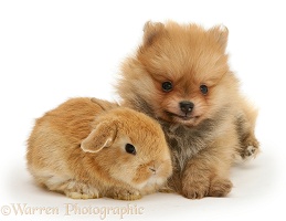 Pomeranian puppy and rabbit