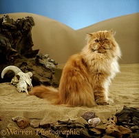 Red tabby Persian male cat