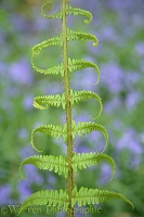 Fern frond