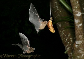 Trinidad fruit bat