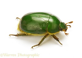 Green fruit beetle