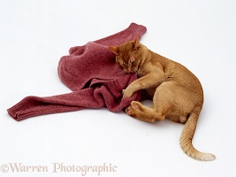 Red Burmese male cat eating a woolly jersey