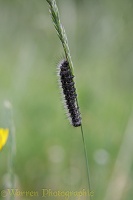 Caterpillar