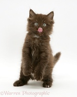 Chocolate fluffy kitten licking its nose