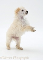 Miniature Poodle pup