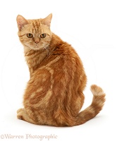 British shorthair red tabby cat looking round