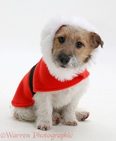 Jack Russell with Christmas coat on