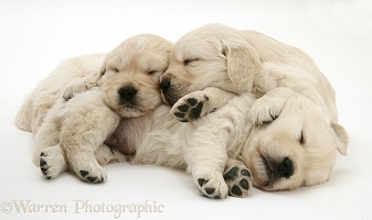 Three Golden Retriever pups sleeping
