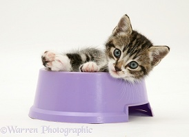 Tabby kitten in a food bowl