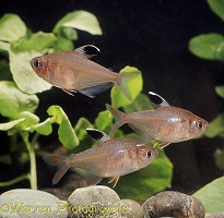 Rosy Tetras