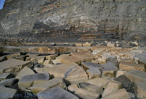 Rock slabs at Kimmeridge 3D 1 L