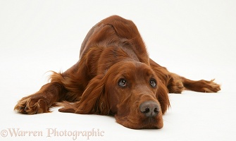 Red Setter bitch, lying down, chin on floor