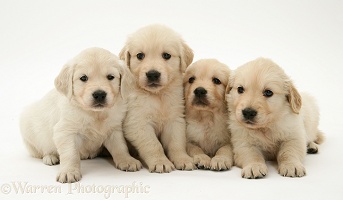 Four Golden Retriever puppies in a row