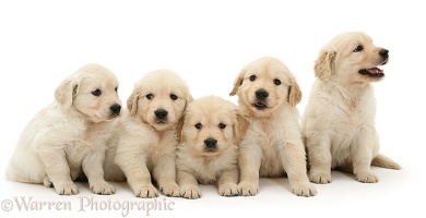Five Golden Retriever puppies in a row
