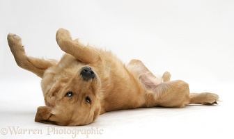 Golden Retriever rolling upside down