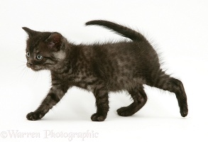 Black smoke shorthair kitten walking across