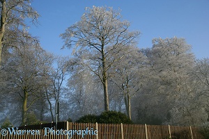 Rime on beech trees