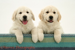 Golden Retriever pups with paws over