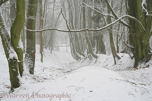 Snowy beech and oak woodland