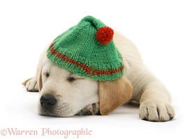 Yellow Labrador puppy asleep wearing a hat