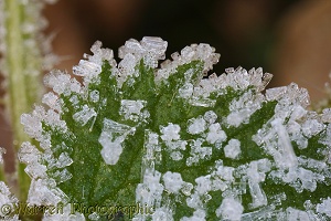 Frost crystals on a nettle leaf