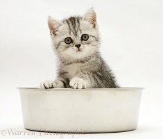 Silver tabby kitten in a stainless steel bowl
