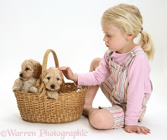 Girl with puppies in a basket