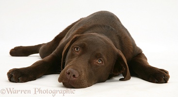 Young chocolate Labrador Retriever